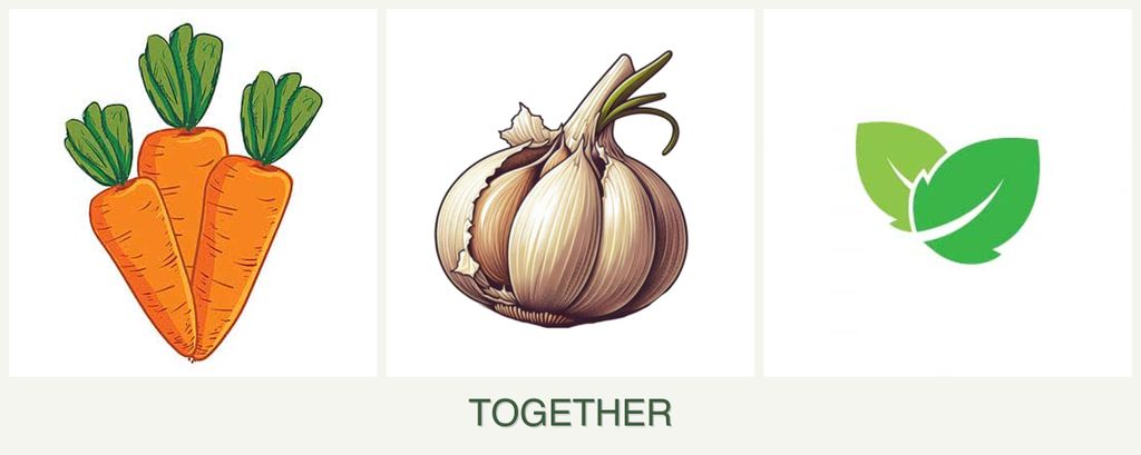 Can you plant carrots, garlic and mint together?