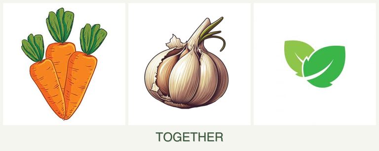 Can you plant carrots, garlic and mint together?