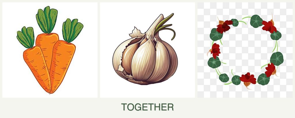Can you plant carrots, garlic and nasturtiums together?