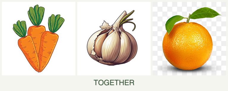 Can you plant carrots, garlic and oranges together?