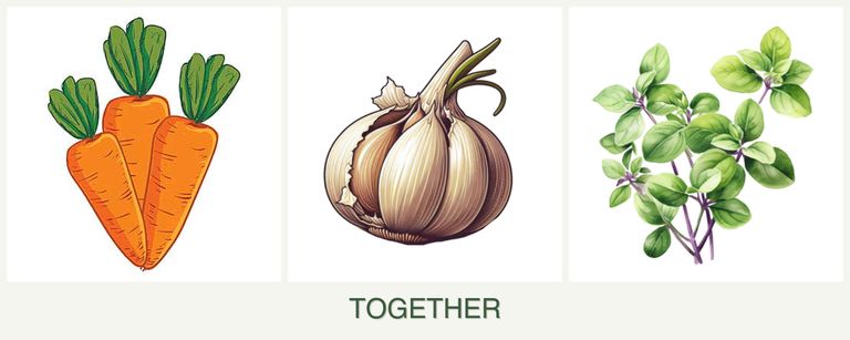 Can you plant carrots, garlic and oregano together?