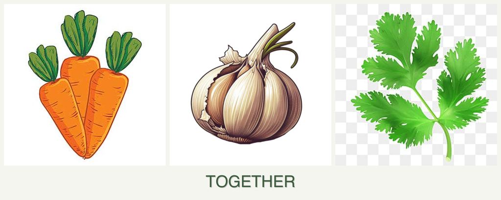 Can you plant carrots, garlic and parsley together?