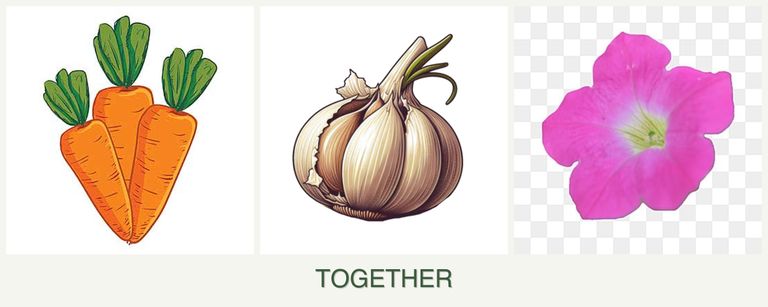 Can you plant carrots, garlic and petunias together?