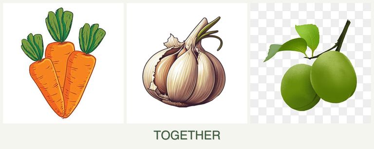 Can you plant carrots, garlic and plums together?