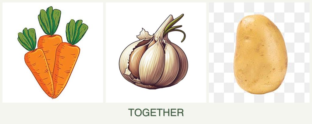 Can you plant carrots, garlic and potatoes together?