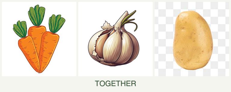Can you plant carrots, garlic and potatoes together?