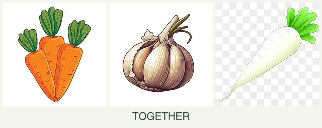 Can you plant carrots, garlic and radishes together?