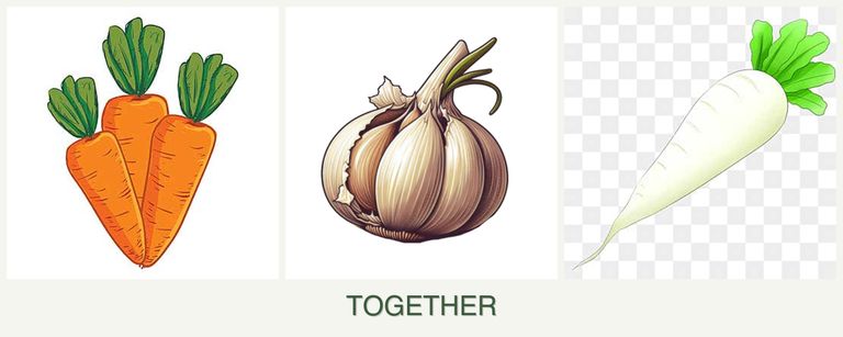 Can you plant carrots, garlic and radishes together?