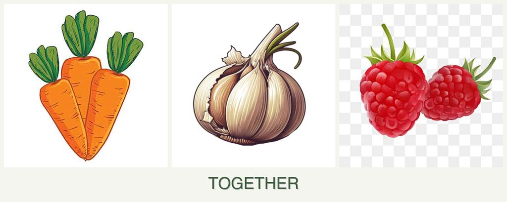 Can you plant carrots, garlic and raspberries together?