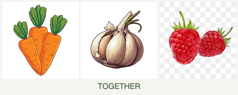 Can you plant carrots, garlic and raspberries together?