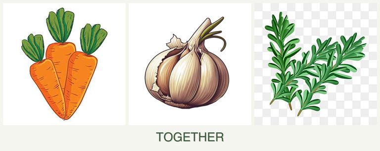 Can you plant carrots, garlic and rosemary together?