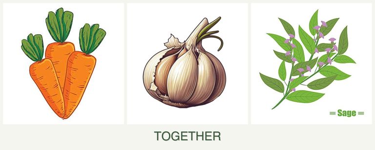 Can you plant carrots, garlic and sage together?