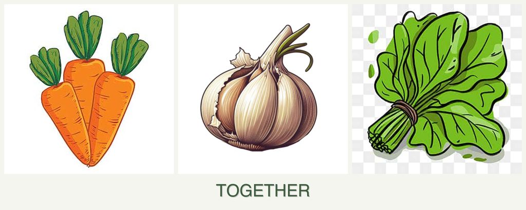 Can you plant carrots, garlic and spinach together?
