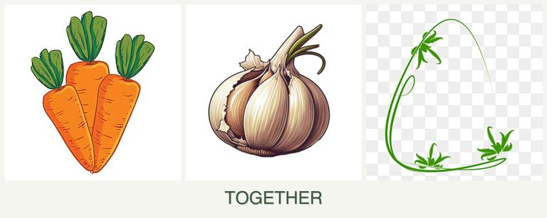 Can you plant carrots, garlic and tarragon together?