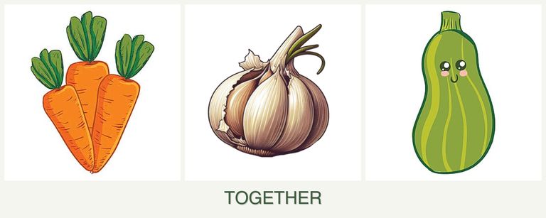 Can you plant carrots, garlic and zucchini together?