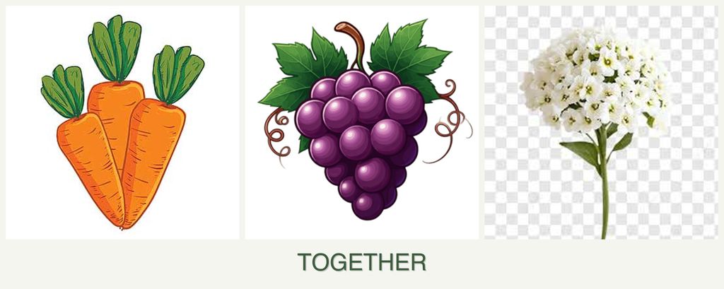Can you plant carrots, grapes and alyssum together?