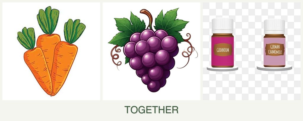 Can you plant carrots, grapes and geraniums together?