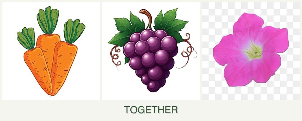 Can you plant carrots, grapes and petunias together?