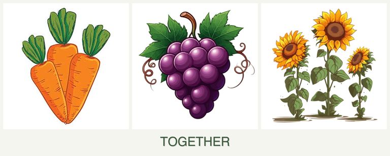 Can you plant carrots, grapes and sunflowers together?