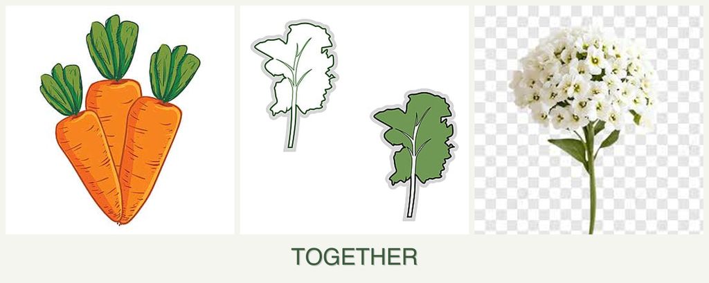 Can you plant carrots, kale and alyssum together?