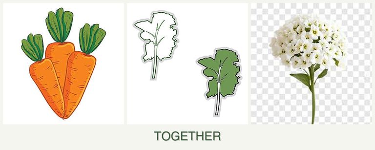 Can you plant carrots, kale and alyssum together?