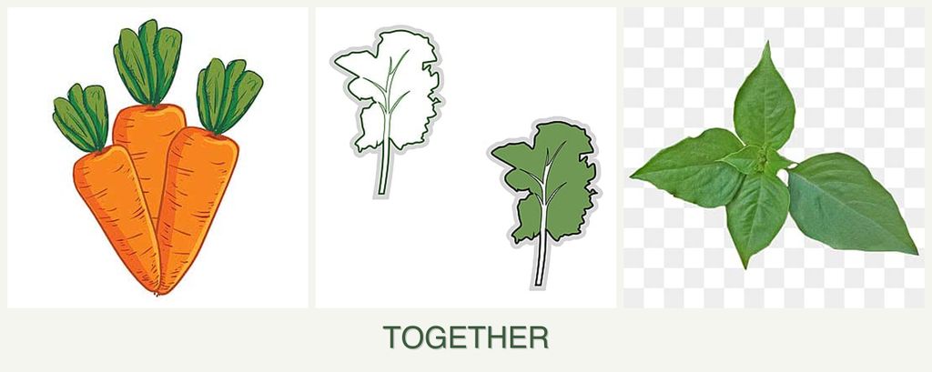 Can you plant carrots, kale and basil together?