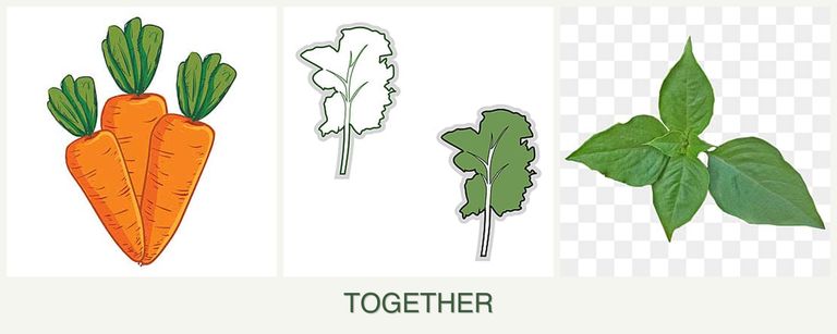 Can you plant carrots, kale and basil together?