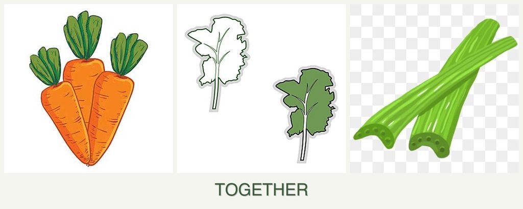 Can you plant carrots, kale and celery together?