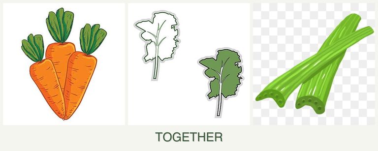 Can you plant carrots, kale and celery together?