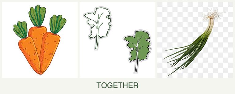 Can you plant carrots, kale and chives together?