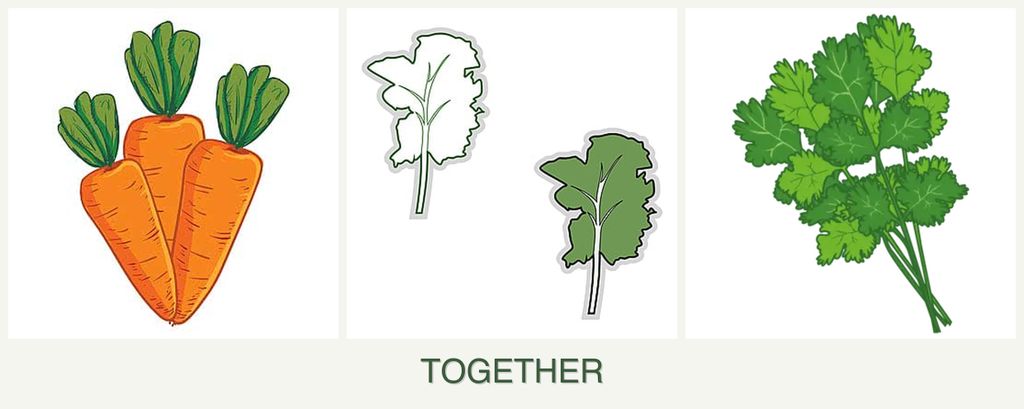 Can you plant carrots, kale and cilantro together?