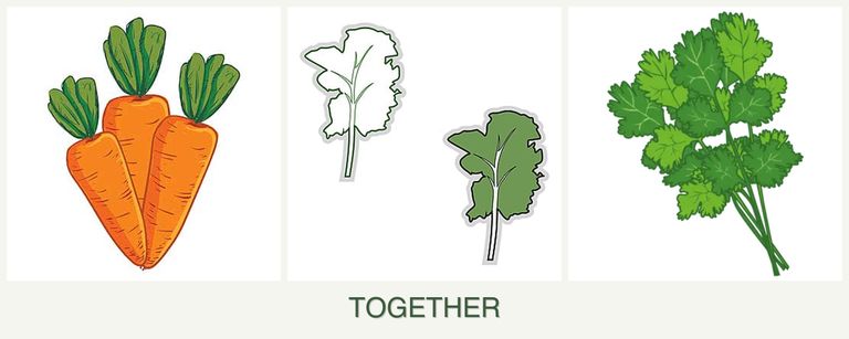 Can you plant carrots, kale and cilantro together?