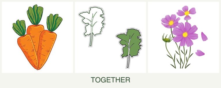Can you plant carrots, kale and cosmos together?