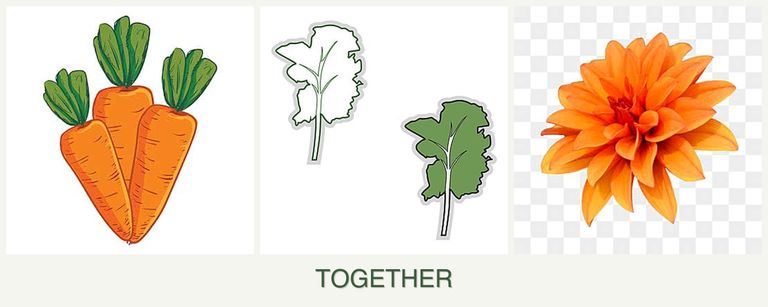 Can you plant carrots, kale and dahlias together?