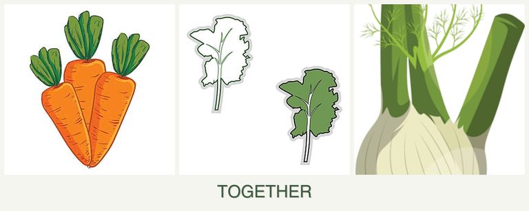 Can you plant carrots, kale and fennel together?