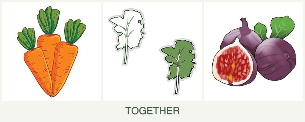 Can you plant carrots, kale and figs together?
