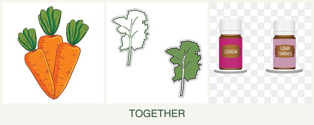 Can you plant carrots, kale and geraniums together?