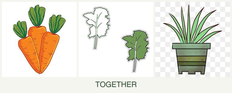 Can you plant carrots, kale and lemongrass together?