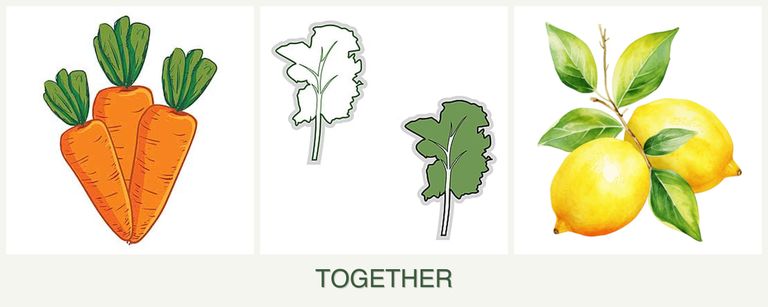 Can you plant carrots, kale and lemons together?