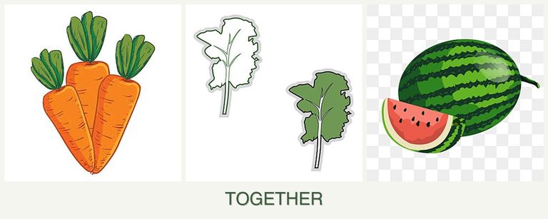 Can you plant carrots, kale and melons together?