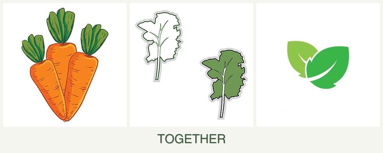 Can you plant carrots, kale and mint together?