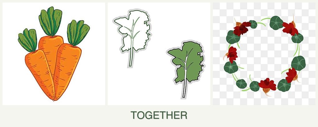 Can you plant carrots, kale and nasturtiums together?