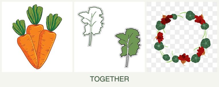 Can you plant carrots, kale and nasturtiums together?