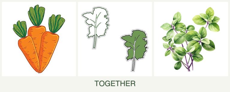 Can you plant carrots, kale and oregano together?