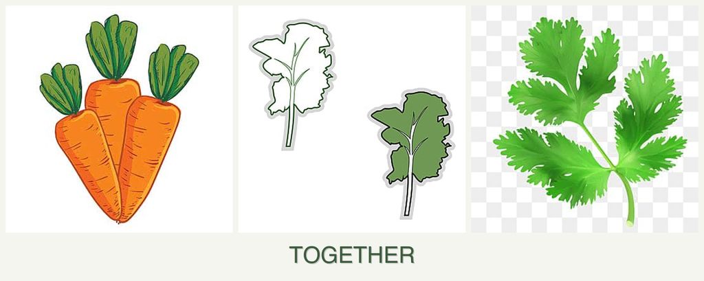Can you plant carrots, kale and parsley together?