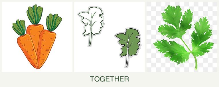 Can you plant carrots, kale and parsley together?