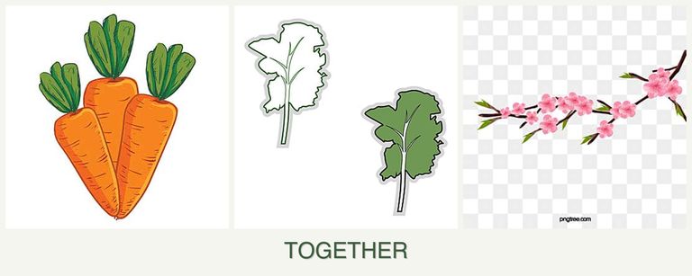 Can you plant carrots, kale and peaches together?