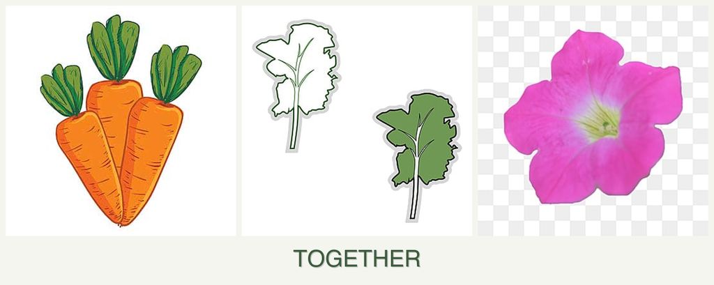 Can you plant carrots, kale and petunias together?