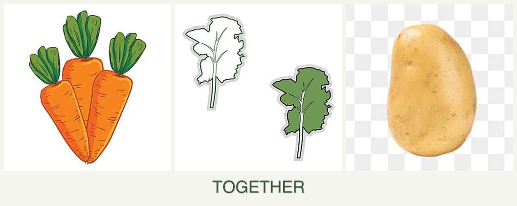 Can you plant carrots, kale and potatoes together?