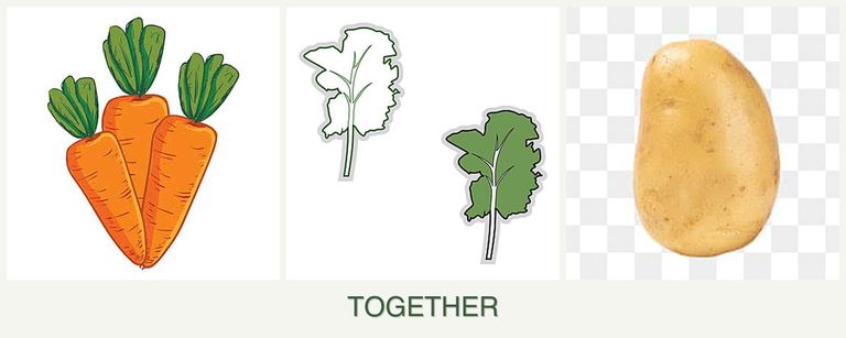 Can you plant carrots, kale and potatoes together?